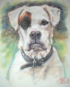 Dog Portrait by Stan Hurr