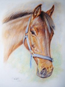 Horse Portrait by Stan Hurr